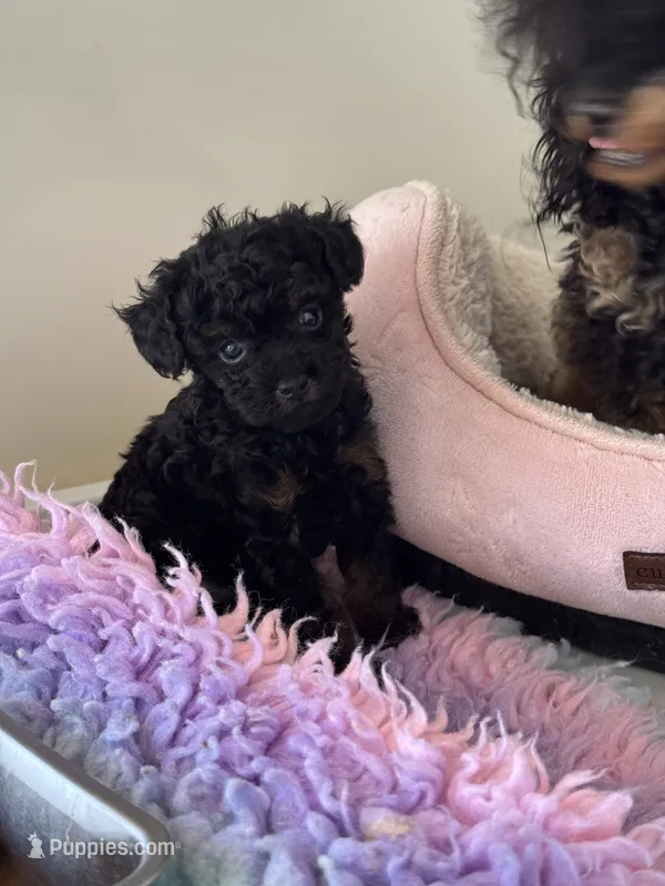 Lydia – Poodle - Toy  puppy for sale in Arcata, CA