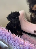 Lydia, a female Poodle - Toy  for sale in Arcata, CA – 1 of 2