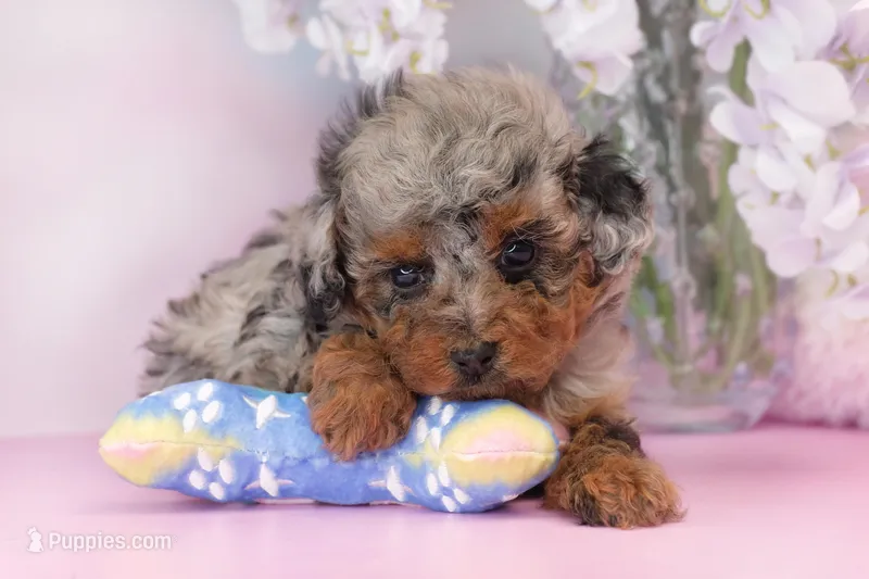 Waffles, a female Poodle - Miniature  for sale in Arcata, CA – Photo 1 of 5