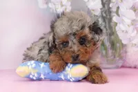 Waffles, a female Poodle - Miniature  for sale in Arcata, CA – Photo 1 of 5