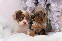 Waffles, a female Poodle - Miniature  for sale in Arcata, CA – Photo 4 of 5