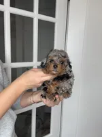 Waffles, a female Poodle - Miniature  for sale in Arcata, CA – Photo 2 of 5