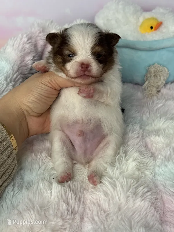 Cobble – Pomeranian puppy for sale in Arcata, CA