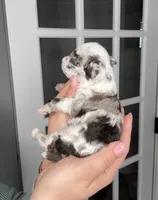 Virga, a female Poodle - Toy  for sale in Arcata, CA – 2 of 4
