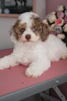 Adeline , a female Poodle - Miniature  for sale in Arcata, CA – 4 of 4