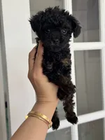 Lydia, a female Poodle - Toy  for sale in Arcata, CA – 4 of 4
