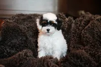 Sheen, a male Poodle - Miniature  for sale in Arcata, CA – 2 of 3