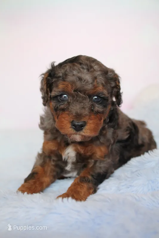 Boots  – Poodle - Miniature  puppy for sale in Arcata, CA