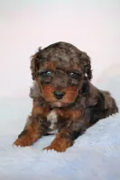 Boots , a male Poodle - Miniature  for sale in Arcata, CA – 1 of 2