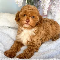 Katie , a female Poodle - Miniature  for sale in Arcata, CA – Photo 1 of 2