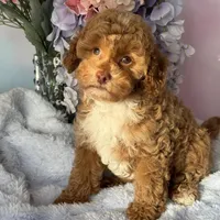 Katie , a female Poodle - Miniature  for sale in Arcata, CA – Photo 2 of 2