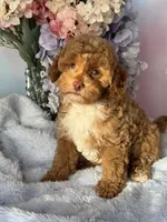 Katie , a female Poodle - Miniature  for sale in Arcata, CA – Photo 2 of 2