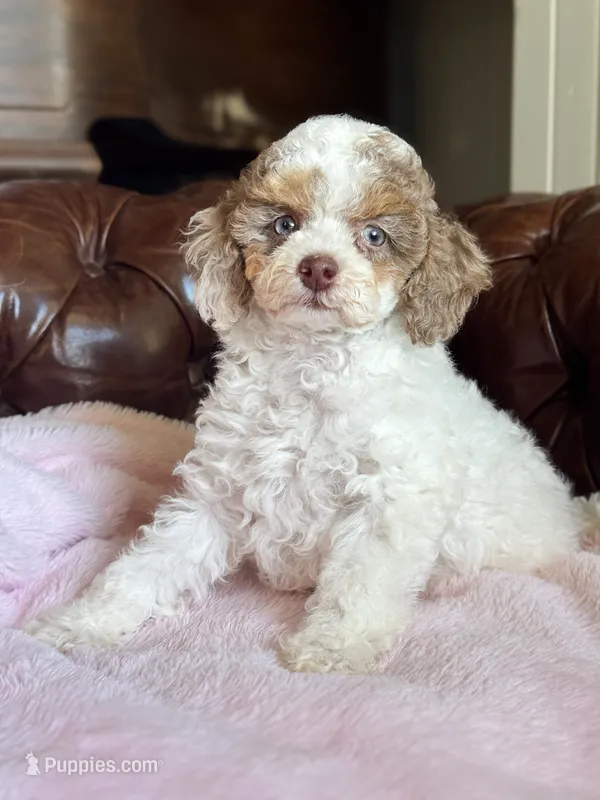 Adeline  – Poodle - Miniature  puppy for sale in Arcata, CA