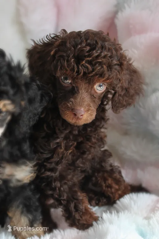 Mothica  – Poodle - Miniature  puppy for sale in Arcata, CA