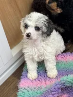 Gallium (dilute blue merle) , a male Poodle - Miniature  for sale in Arcata, CA – 6 of 6