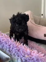 Lydia, a female Poodle - Toy  for sale in Arcata, CA – 2 of 2