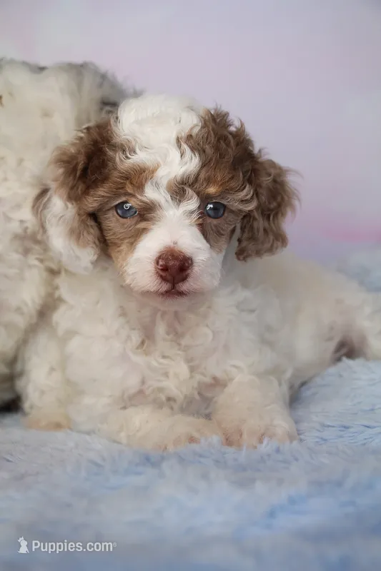 Adeline  – Poodle - Miniature  puppy for sale in Arcata, CA