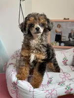 Erika, a female Poodle - Miniature  for sale in Arcata, CA – 1 of 1