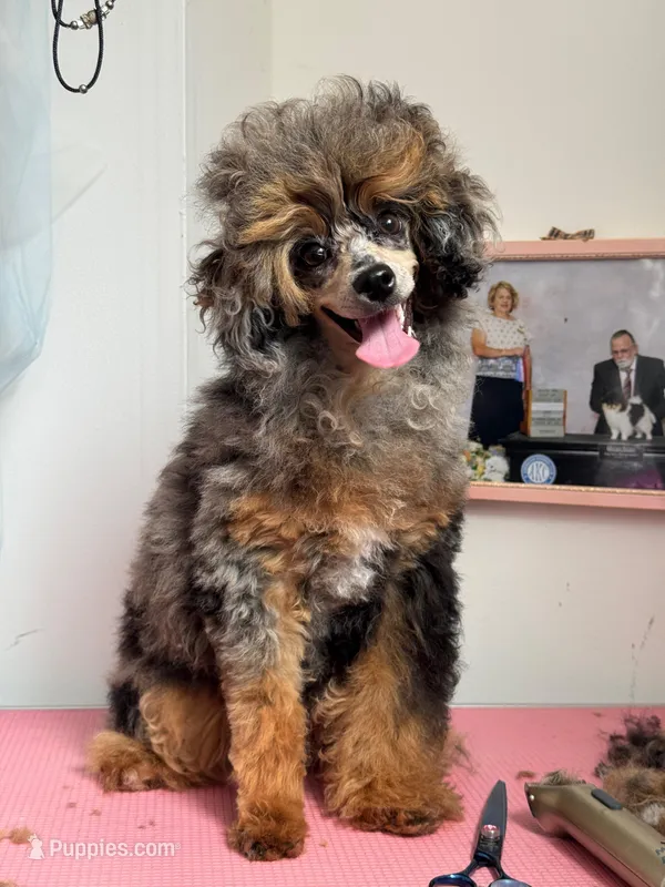 Erika – Poodle - Miniature  puppy for sale in Arcata, CA