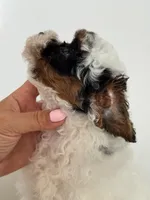 Sheen, a male Poodle - Miniature  for sale in Arcata, CA – 3 of 3