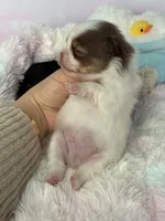 Cobble, a male Pomeranian for sale in Arcata, CA – 2 of 3