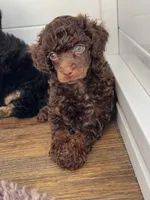 Mothica , a female Poodle - Miniature  for sale in Arcata, CA – 2 of 2