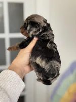 Eve, a female Poodle - Toy  for sale in Arcata, CA – Photo 2 of 2