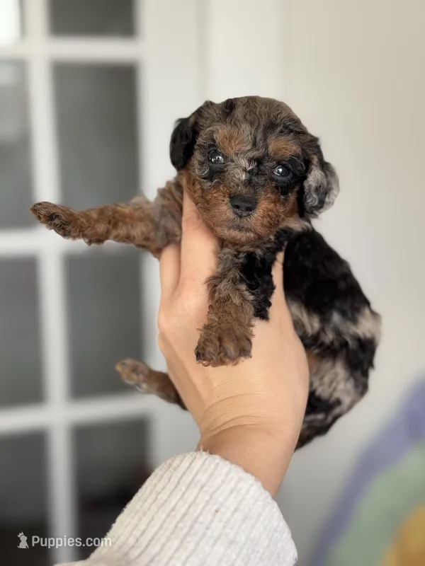 Eve, a female Poodle - Toy  for sale in Arcata, CA – Photo 1 of 2
