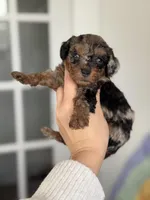 Eve, a female Poodle - Toy  for sale in Arcata, CA – Photo 1 of 2