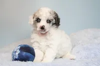 Gallium (dilute blue merle) , a male Poodle - Miniature  for sale in Arcata, CA – 4 of 6