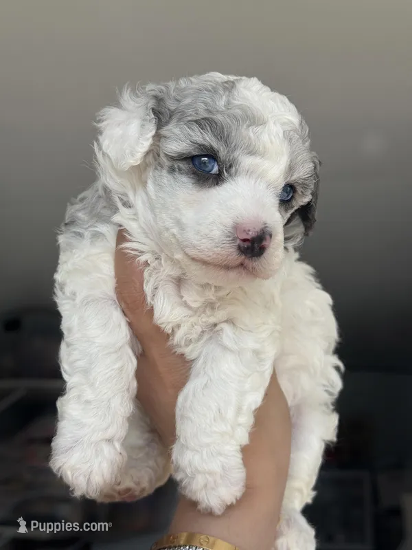 Gallium (dilute blue merle)  – Poodle - Miniature  puppy for sale in Arcata, CA