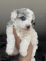 Gallium (dilute blue merle) , a male Poodle - Miniature  for sale in Arcata, CA – 1 of 2