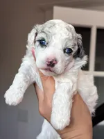 Gallium (dilute blue merle) , a male Poodle - Miniature  for sale in Arcata, CA – 2 of 2
