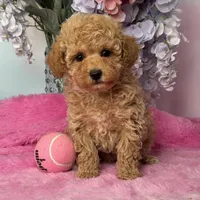 Andy , a male Poodle - Miniature  for sale in Arcata, CA – Photo 1 of 2