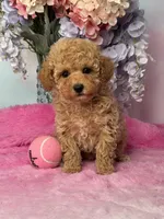 Andy , a male Poodle - Miniature  for sale in Arcata, CA – Photo 1 of 2