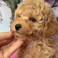 Andy , a male Poodle - Miniature  for sale in Arcata, CA – Photo 2 of 2