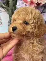 Andy , a male Poodle - Miniature  for sale in Arcata, CA – Photo 2 of 2