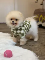 4lbs Cloud, a male Pomeranian for sale in Arcata, CA – Photo 1 of 4