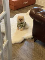 4lbs Cloud, a male Pomeranian for sale in Arcata, CA – Photo 2 of 4