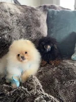 4lbs Cloud, a male Pomeranian for sale in Arcata, CA – Photo 3 of 4