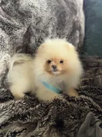 4lbs Cloud, a male Pomeranian for sale in Arcata, CA – Photo 4 of 4