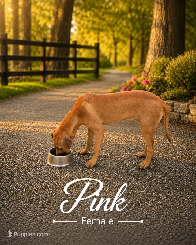 Pink Female – Rhodesian Ridgeback puppy for sale in Baytown, TX