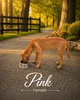 Pink Female, a female Rhodesian Ridgeback for sale in Baytown, TX – 1 of 1