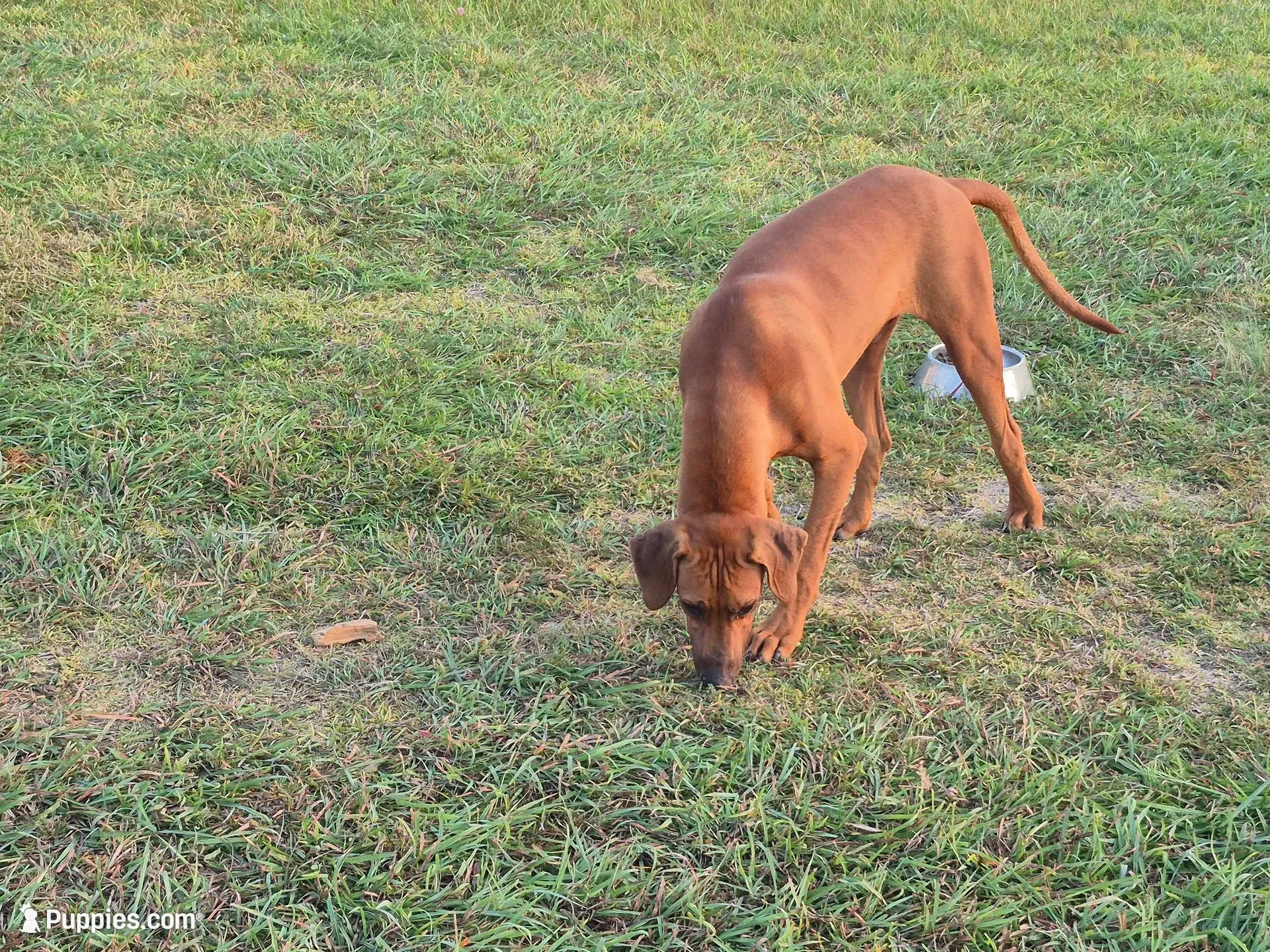 Neon blue Male, a male Rhodesian Ridgeback for sale in Baytown, TX – 3 of 3
