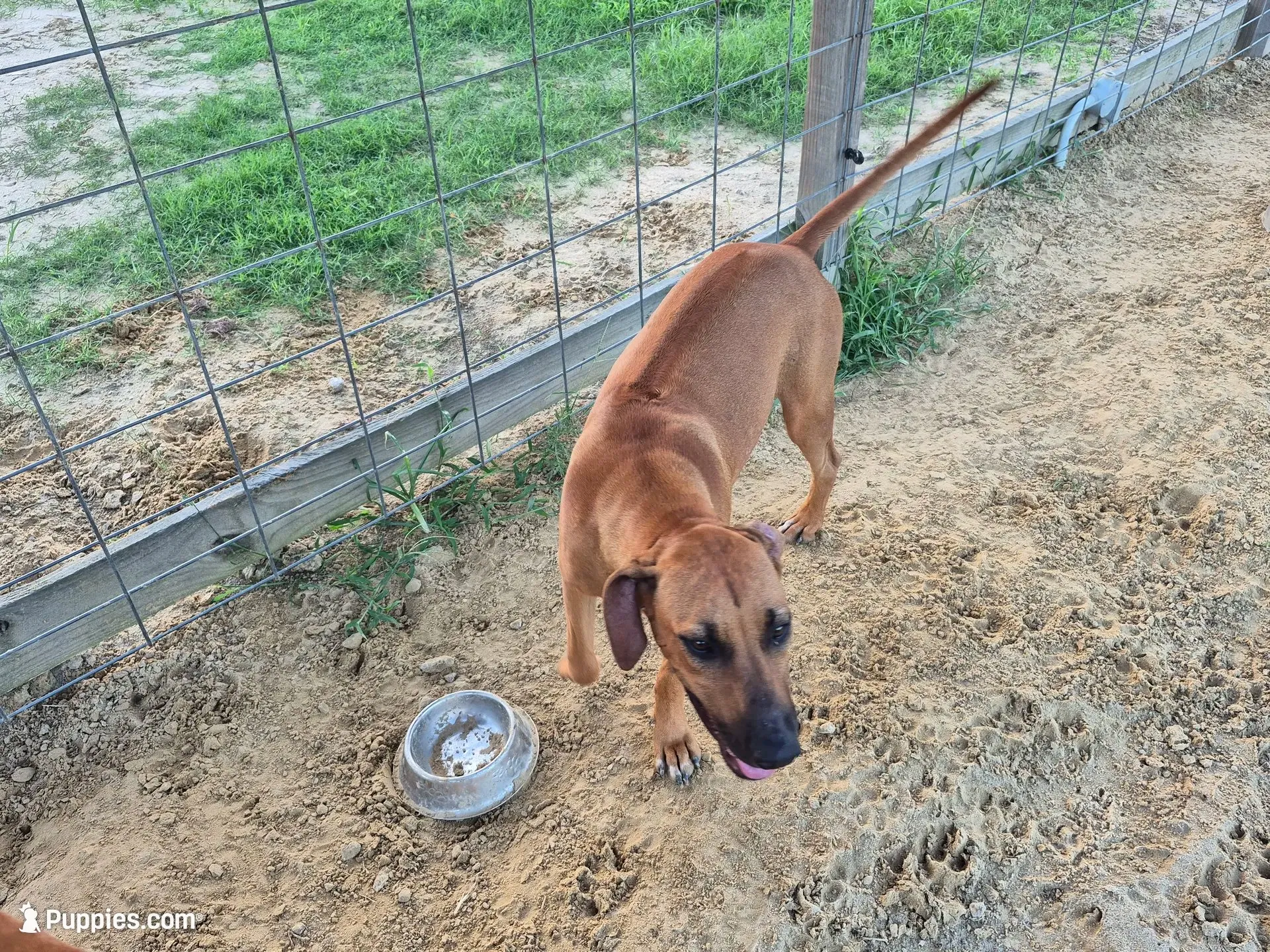 Pink Female, a female Rhodesian Ridgeback for sale in Baytown, TX – 2 of 3