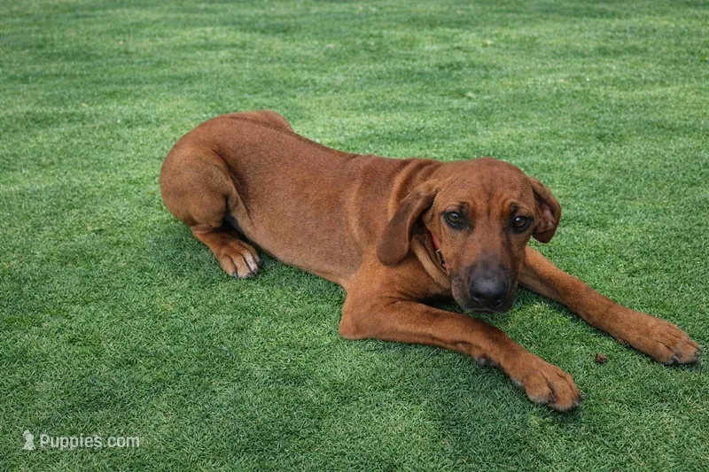Pink Female – Rhodesian Ridgeback puppy for sale in Baytown, TX