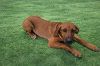 Pink Female, a female Rhodesian Ridgeback for sale in Baytown, TX – 1 of 2