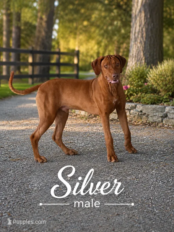 Silver Liver Nosed Male – Rhodesian Ridgeback puppy for sale in Baytown, TX