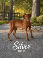 Silver Liver Nosed Male, a male Rhodesian Ridgeback for sale in Baytown, TX – 1 of 1