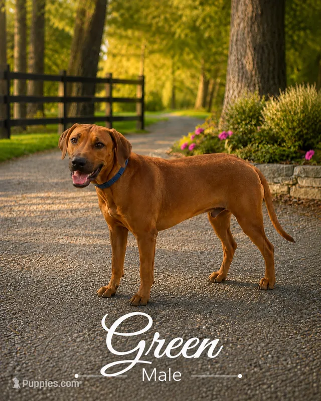 Neon Green Male – Rhodesian Ridgeback puppy for sale in Baytown, TX